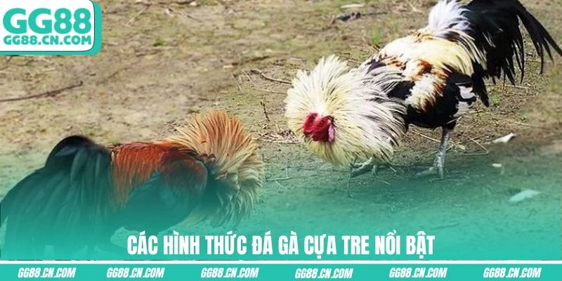 Các hình thức đá gà cựa tre nổi bật Các hình thức đá gà cựa tre nổi bật