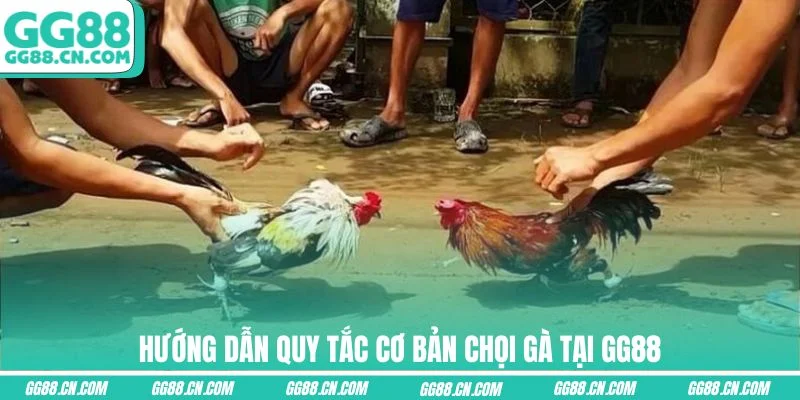 Hướng dẫn quy tắc cơ bản chọi gà tại GG88 Hướng dẫn quy tắc cơ bản chọi gà tại GG88